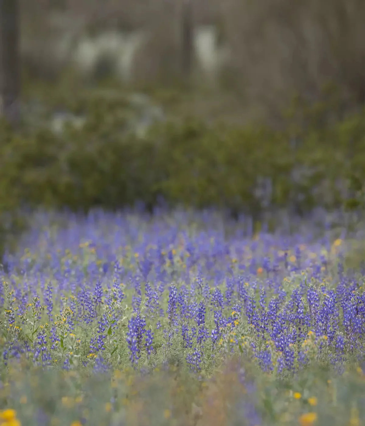 Purple Lupine 10X12 Ultracloth ( 120 X 144 Inch ) Backdrop