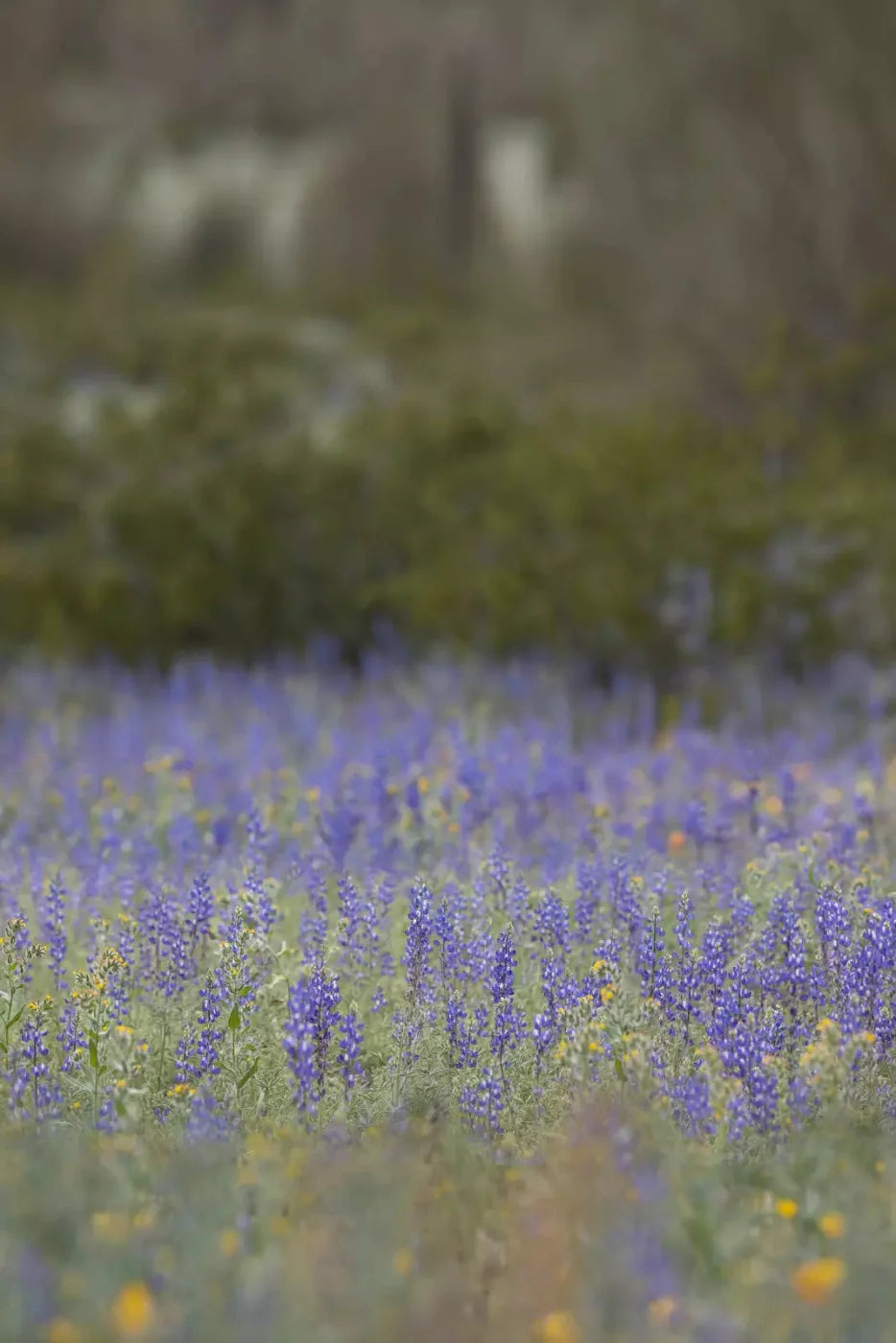 Purple Lupine 5X8 Ultracloth ( 60 X 96 Inch ) Backdrop