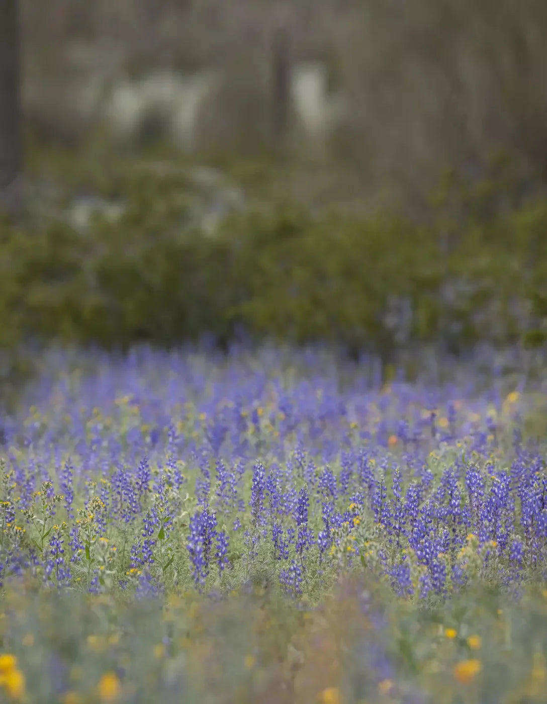 Purple Lupine 6X8 Fleece ( 72 X 96 Inch ) Backdrop