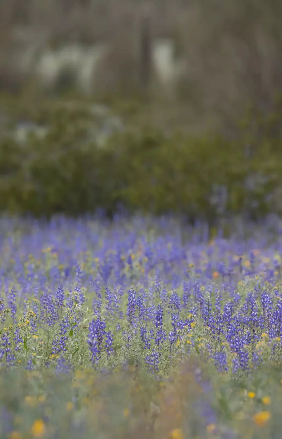 Purple Lupine 8X12 Ultracloth ( 96 X 144 Inch ) Backdrop