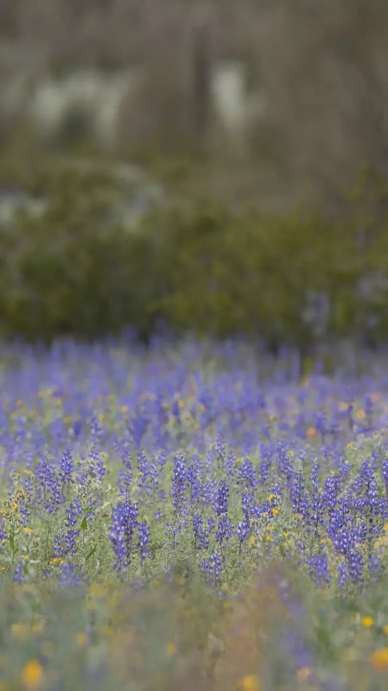 Purple Lupine 8X14 Ultracloth ( 96 X 168 Inch ) Backdrop