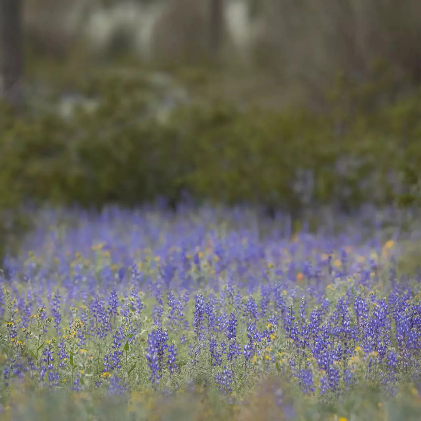 Purple Lupine 8X8 Fleece ( 96 X Inch ) Backdrop