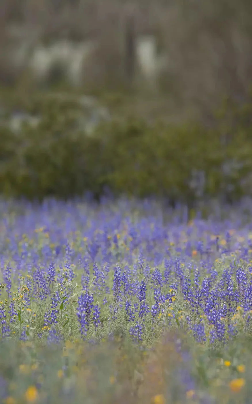 Purple Lupine 9X14 Ultracloth ( 108 X 168 Inch ) Backdrop