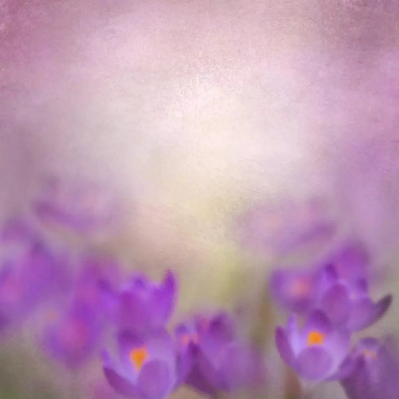 Purple Spring 10X10 Ultracloth ( 120 X Inch ) Backdrop