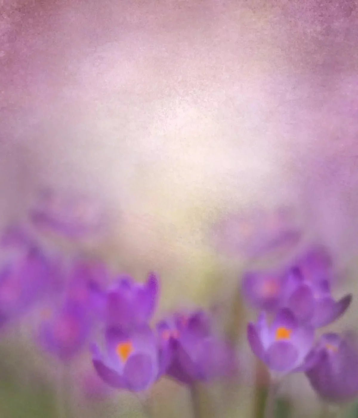 Purple Spring 10X12 Ultracloth ( 120 X 144 Inch ) Backdrop