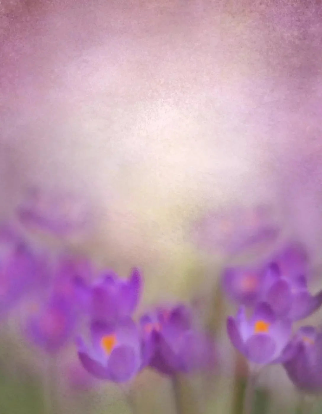 Purple Spring 6X8 Fleece ( 72 X 96 Inch ) Backdrop