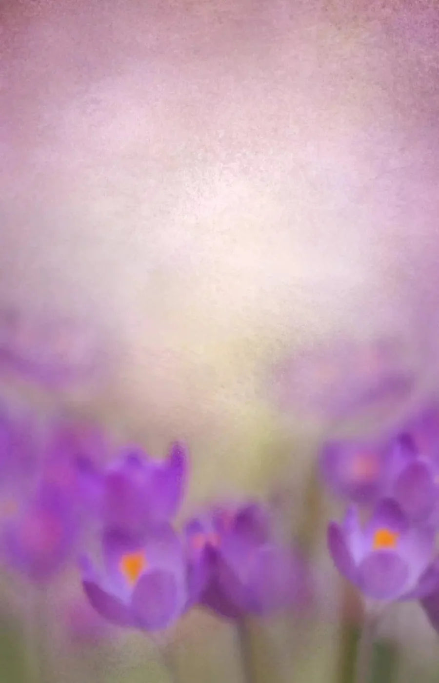 Purple Spring 8X12 Ultracloth ( 96 X 144 Inch ) Backdrop