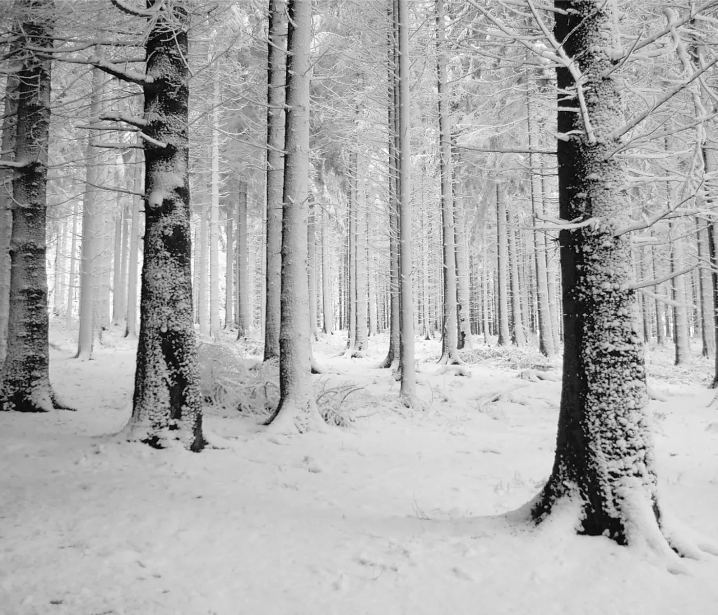 Quiet Winter Walk 12X10 Ultracloth ( 144 X 120 Inch ) Backdrop