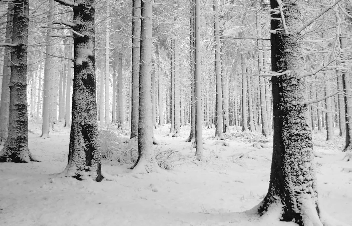 Quiet Winter Walk 12X8 Ultracloth ( 144 X 96 Inch ) Backdrop
