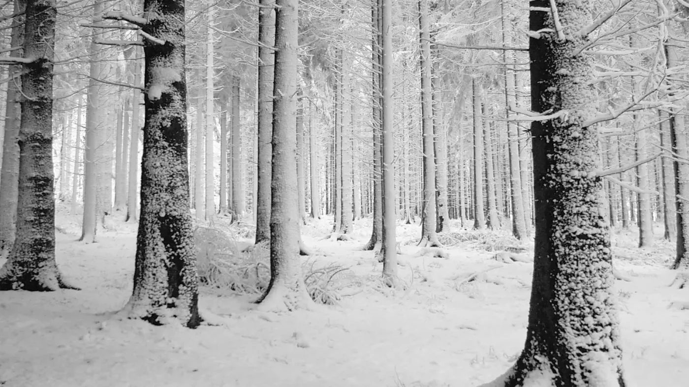 Quiet Winter Walk 14X8 Ultracloth ( 168 X 96 Inch ) Backdrop