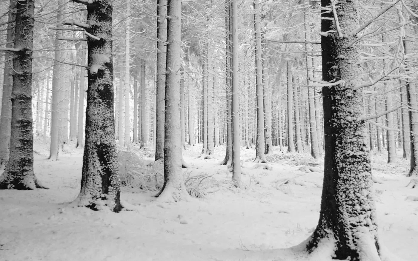 Quiet Winter Walk 14X9 Ultracloth ( 168 X 108 Inch ) Backdrop