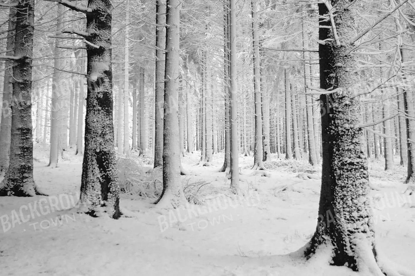 Quiet Winter Walk 8X5 Ultracloth ( 96 X 60 Inch ) Backdrop