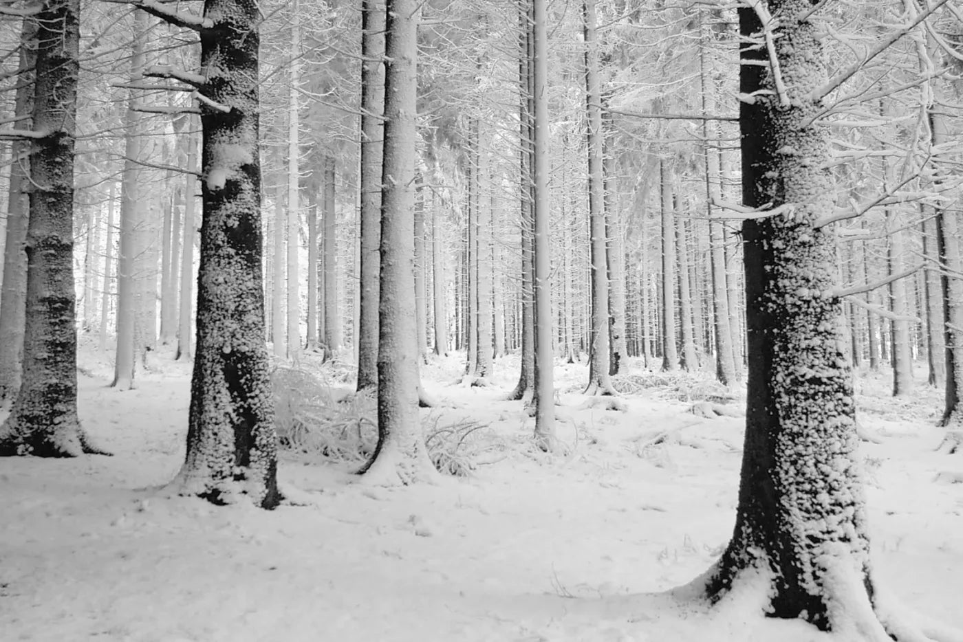 Quiet Winter Walk 8X5 Ultracloth ( 96 X 60 Inch ) Backdrop