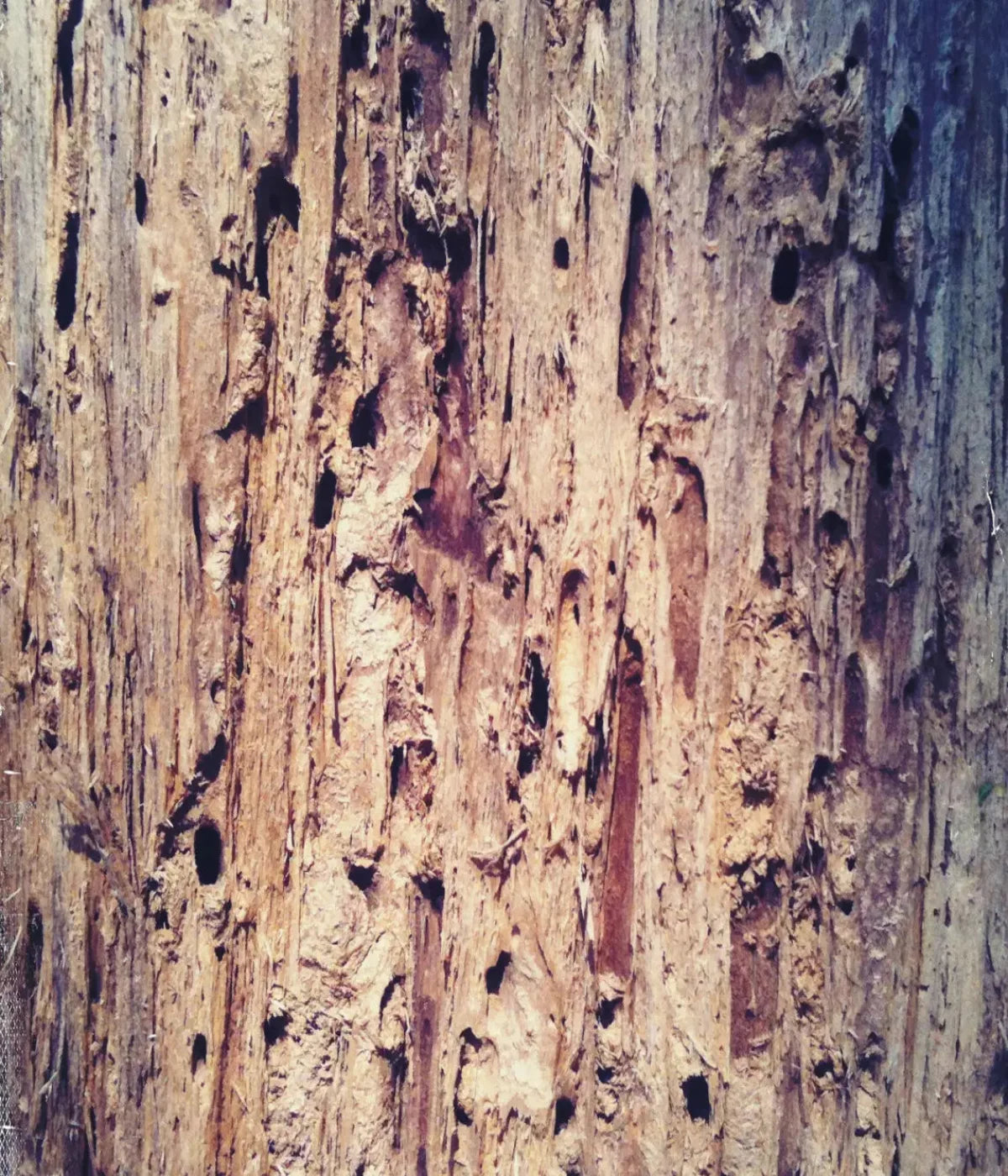 Rotten 10X12 Ultracloth ( 120 X 144 Inch ) Backdrop