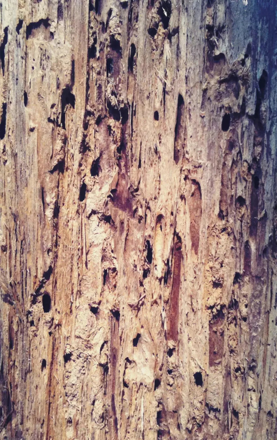 Rotten 10X16 Ultracloth ( 120 X 192 Inch ) Backdrop