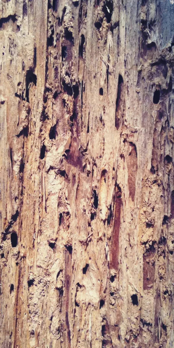 Rotten 10X20 Ultracloth ( 120 X 240 Inch ) Backdrop