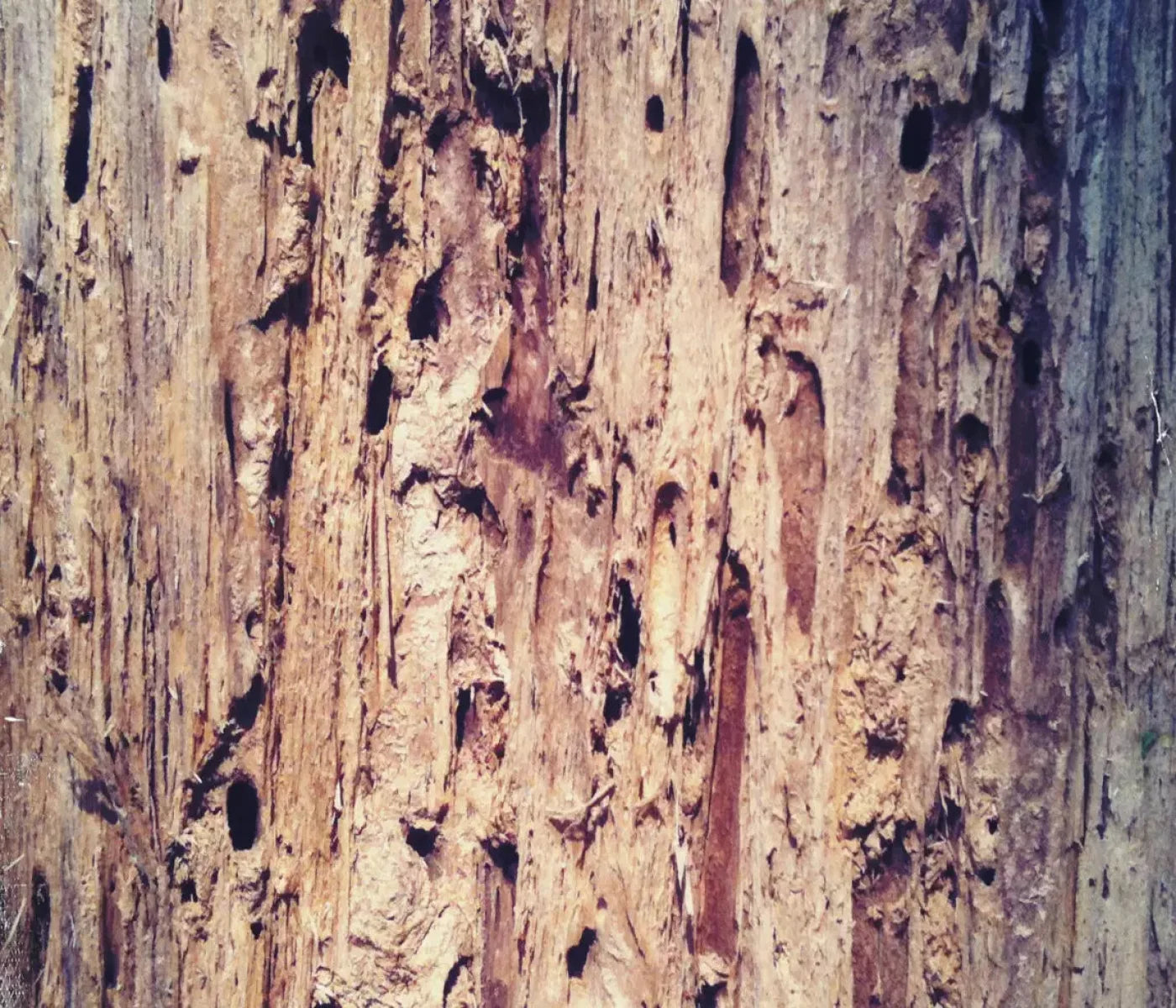 Rotten 12X10 Ultracloth ( 144 X 120 Inch ) Backdrop