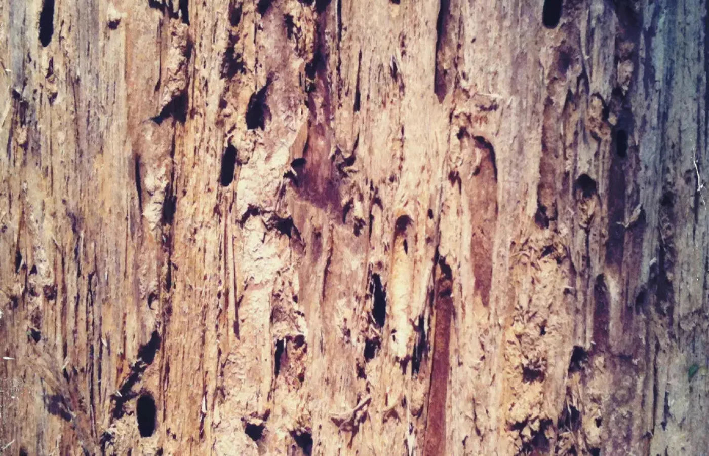 Rotten 12X8 Ultracloth ( 144 X 96 Inch ) Backdrop