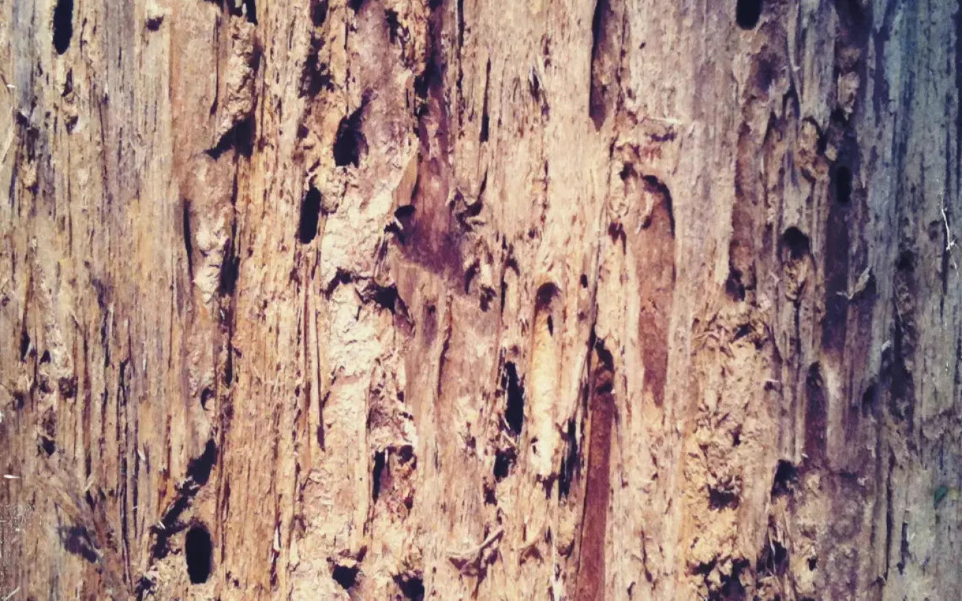 Rotten 14X9 Ultracloth ( 168 X 108 Inch ) Backdrop