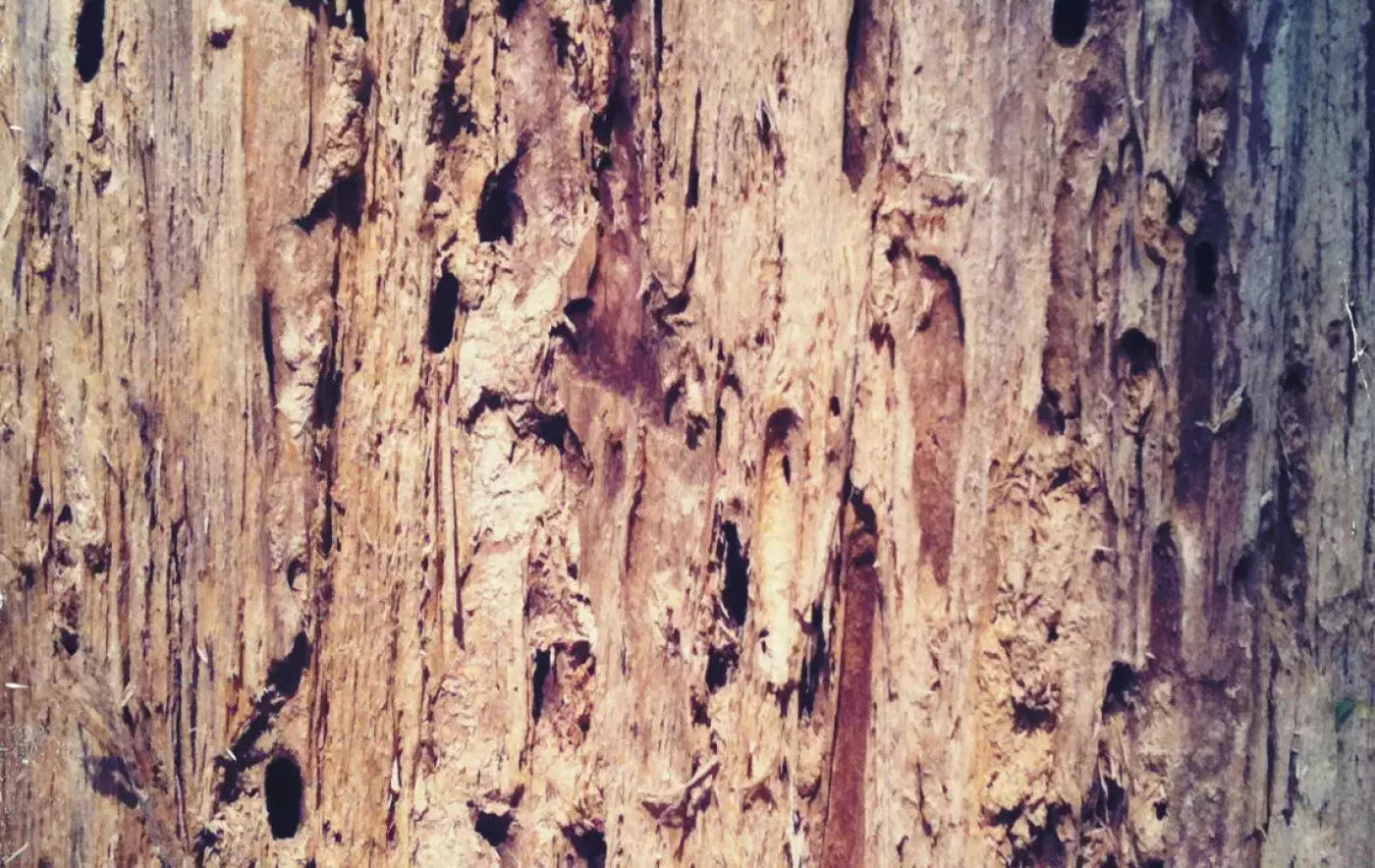 Rotten 16X10 Ultracloth ( 192 X 120 Inch ) Backdrop