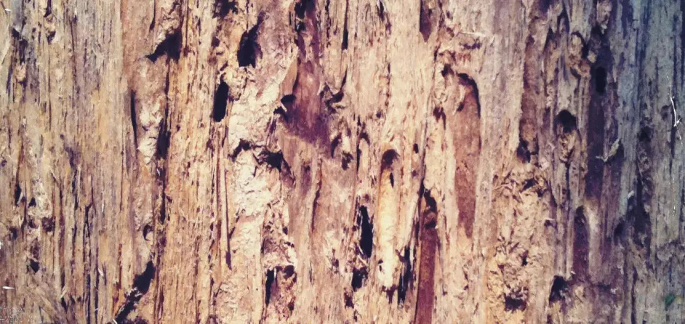 Rotten 16X8 Ultracloth ( 192 X 96 Inch ) Backdrop