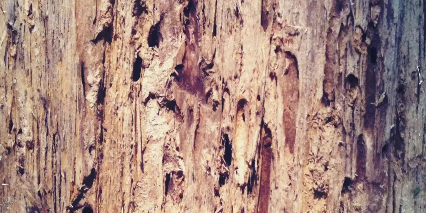 Rotten 20X10 Ultracloth ( 240 X 120 Inch ) Backdrop