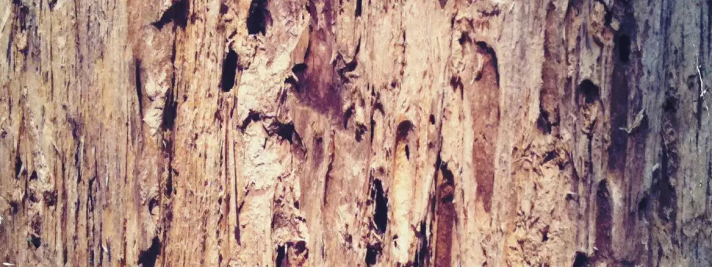 Rotten 20X8 Ultracloth ( 240 X 96 Inch ) Backdrop