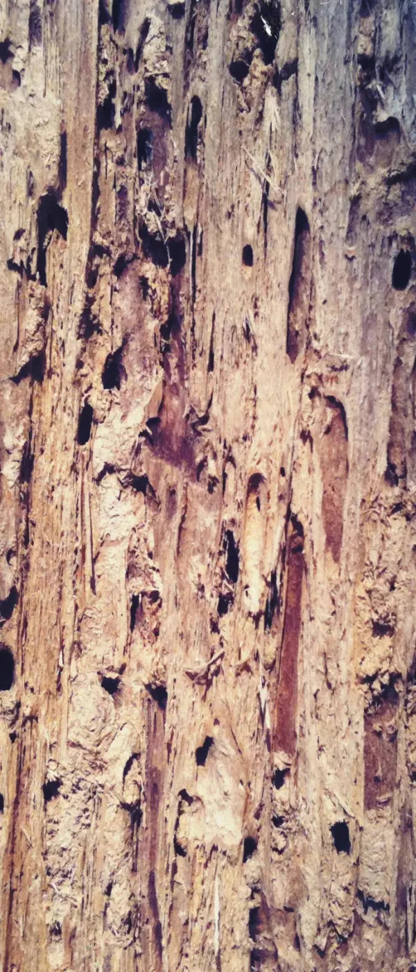 Rotten 5X12 Ultracloth For Westcott X-Drop ( 60 X 144 Inch ) Backdrop