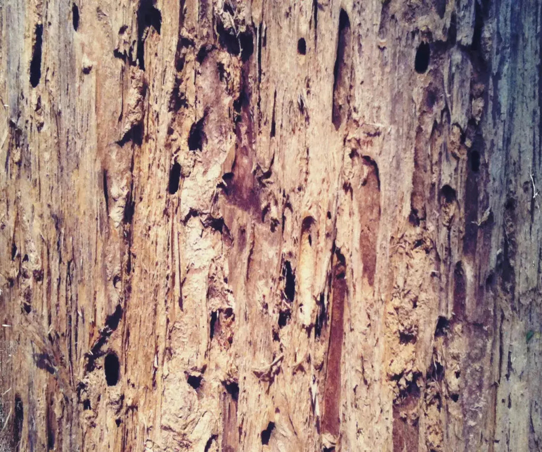 Rotten 5X42 Fleece ( 60 X 50 Inch ) Backdrop