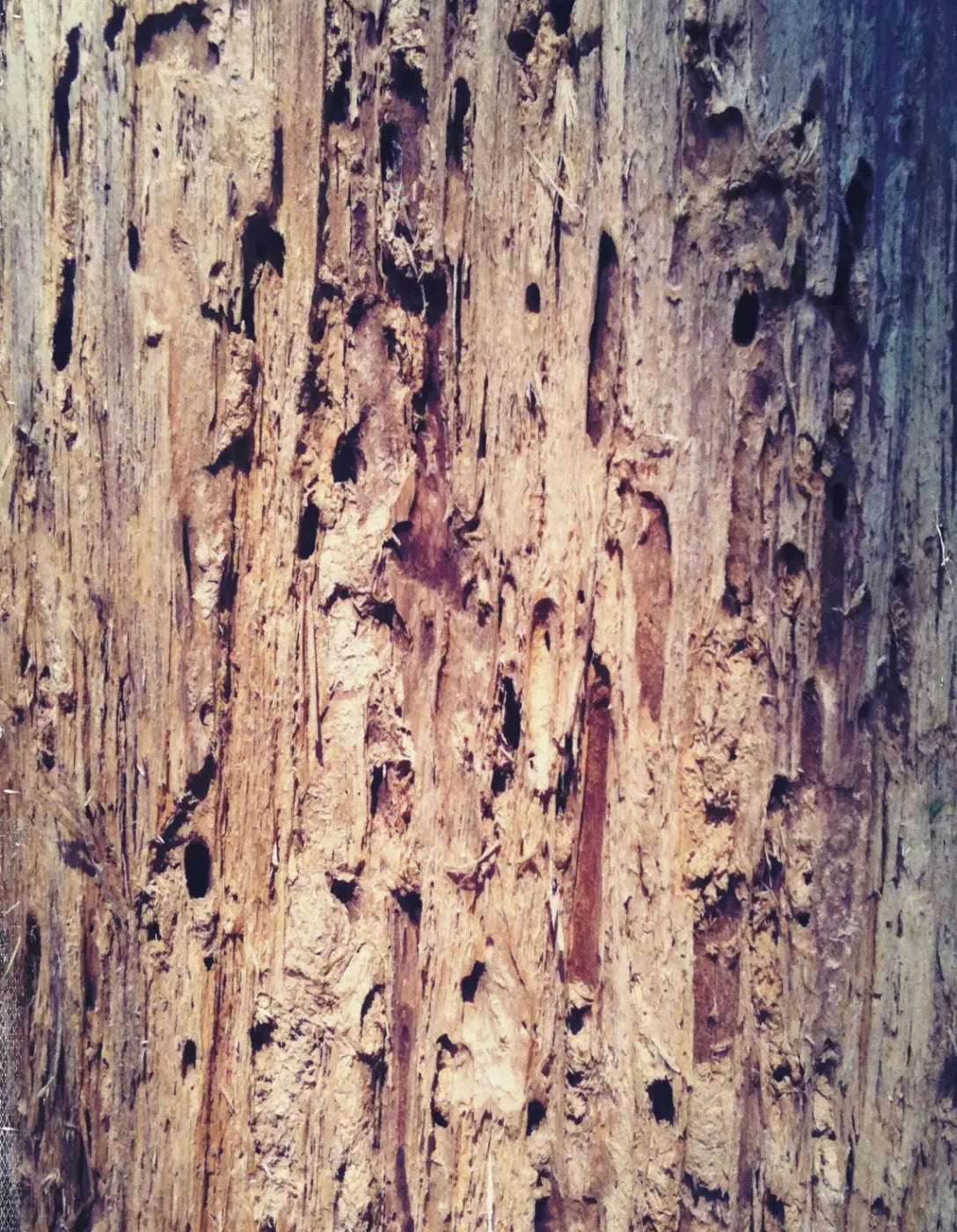 Rotten 6X8 Fleece ( 72 X 96 Inch ) Backdrop