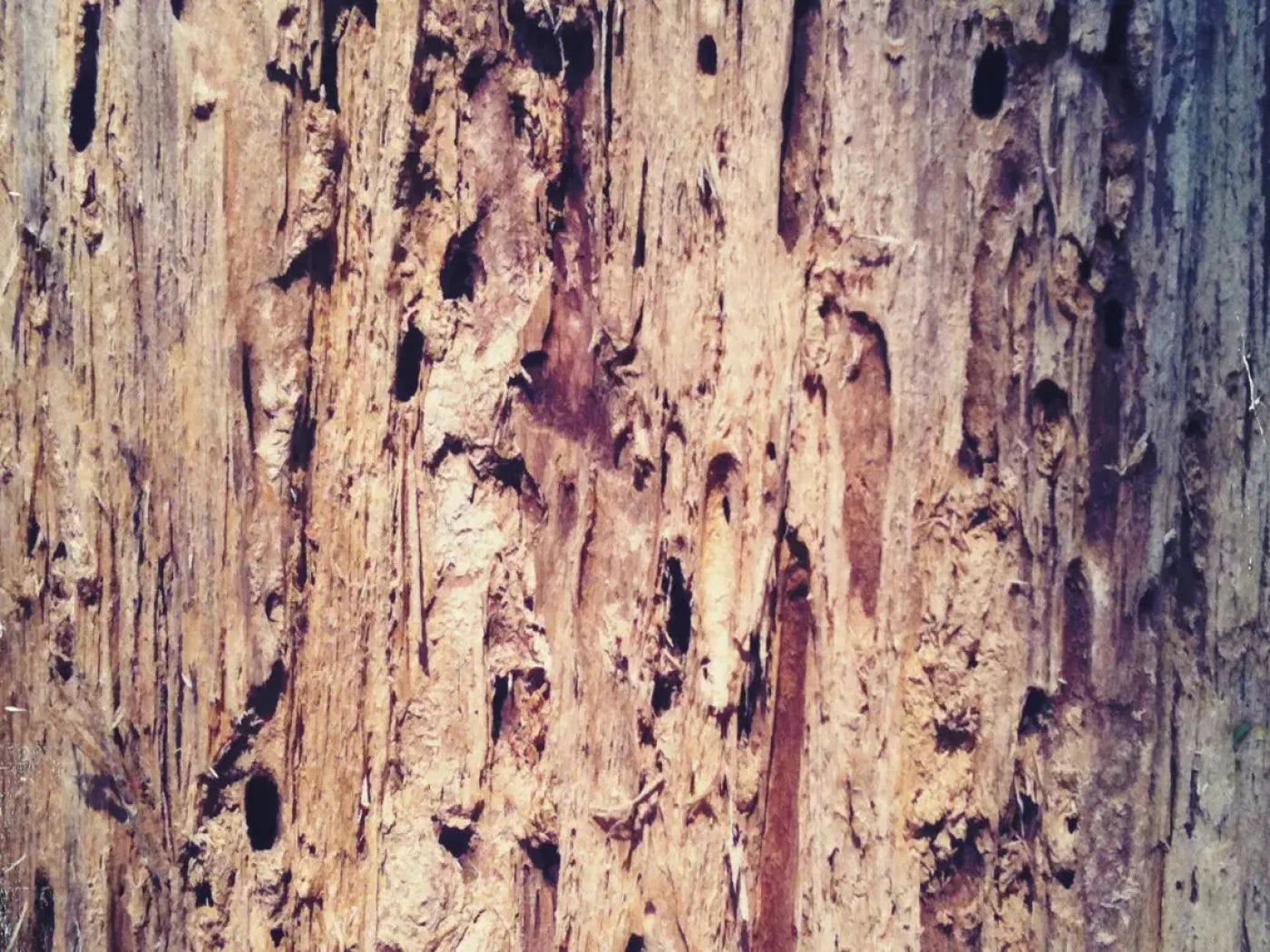 Rotten 7X5 Ultracloth ( 84 X 60 Inch ) Backdrop
