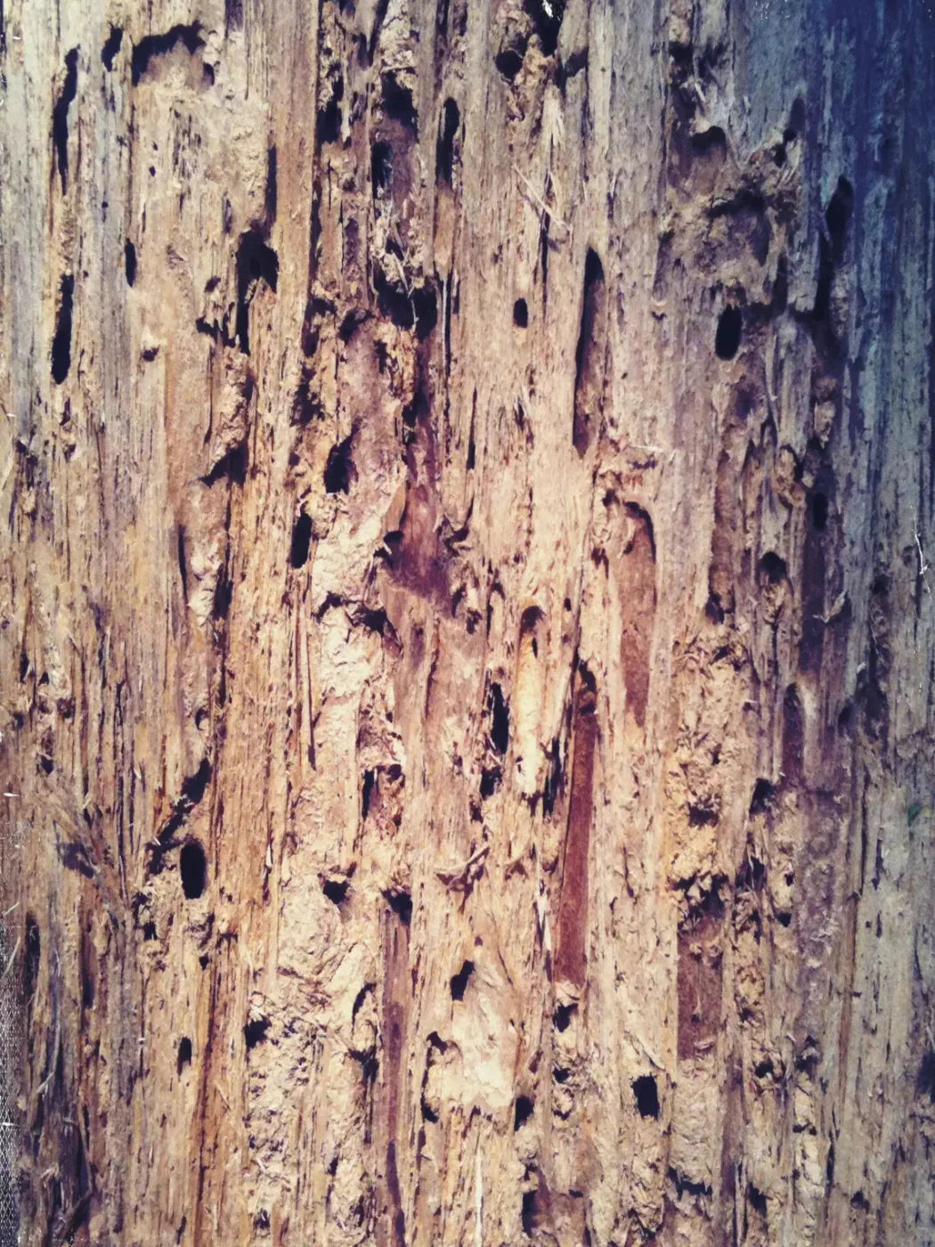 Rotten 8X10 Fleece ( 96 X 120 Inch ) Backdrop