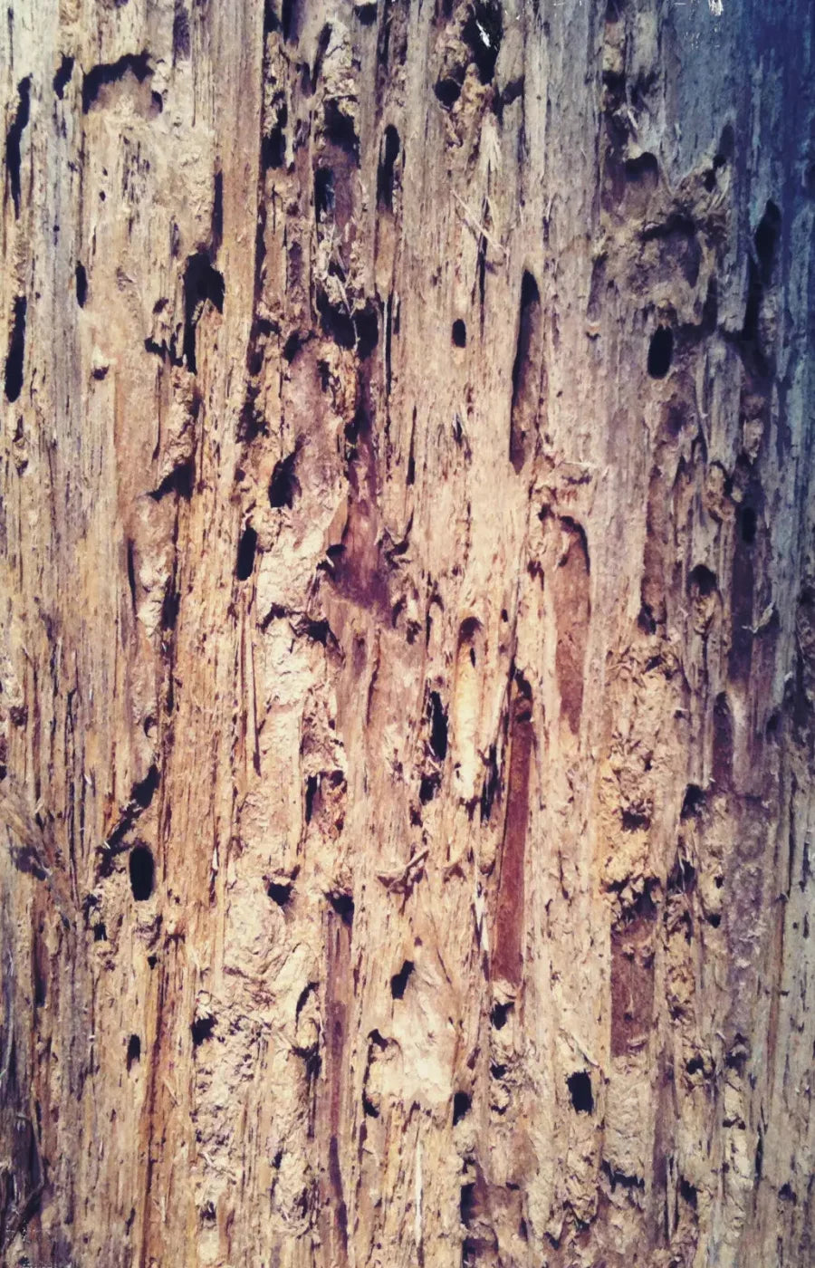 Rotten 8X12 Ultracloth ( 96 X 144 Inch ) Backdrop