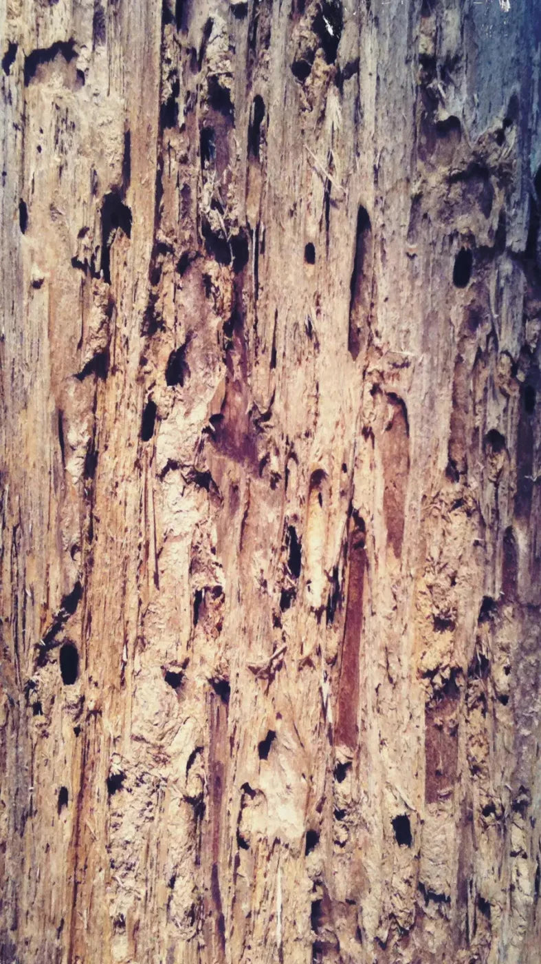 Rotten 8X14 Ultracloth ( 96 X 168 Inch ) Backdrop