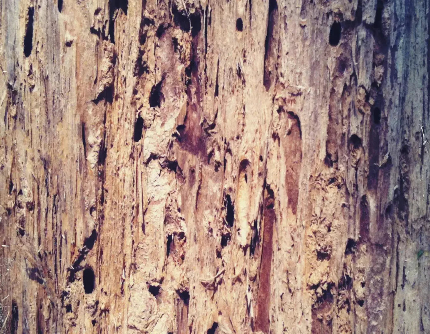 Rotten 8X6 Fleece ( 96 X 72 Inch ) Backdrop
