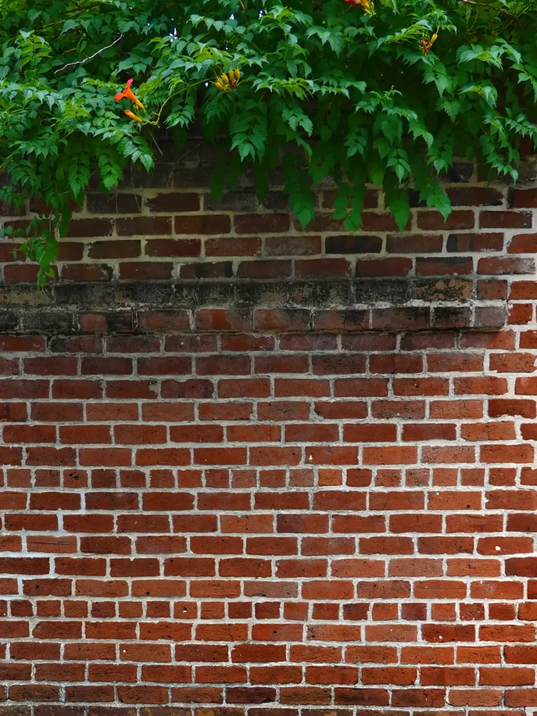 Schoolyard Brick 5X68 Fleece ( 60 X 80 Inch ) Backdrop
