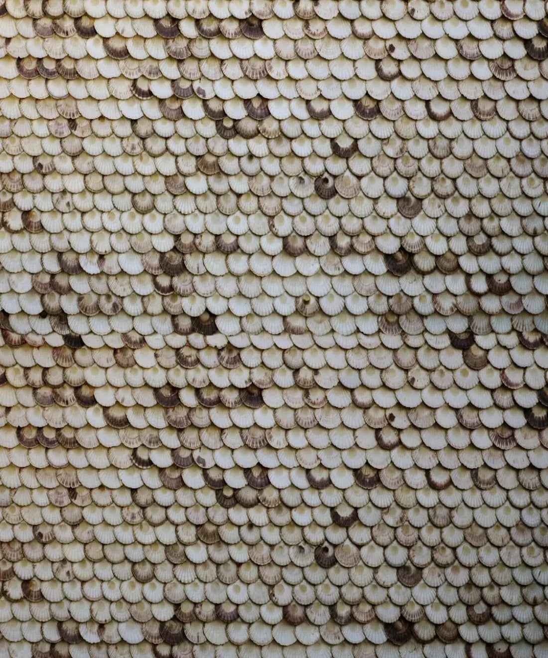 Beige Boudoir Backdrop for Photography