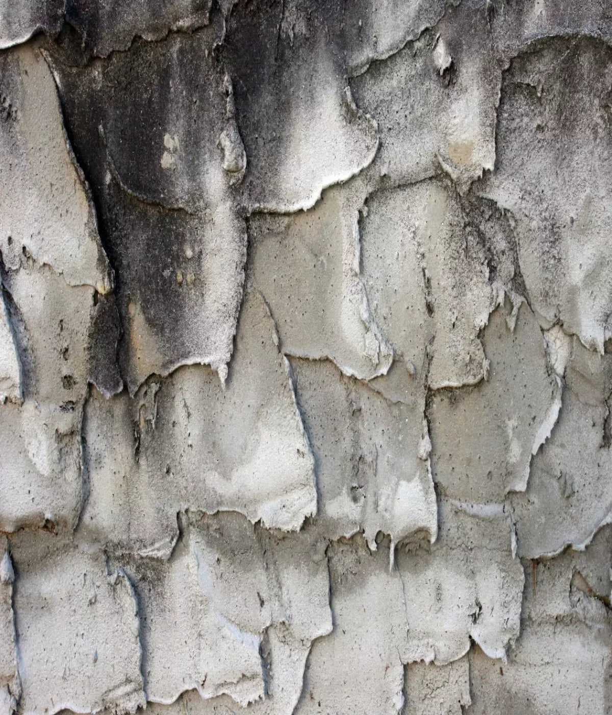 Spackle 10’X12’ Ultracloth (120 X 144 Inch) Backdrop