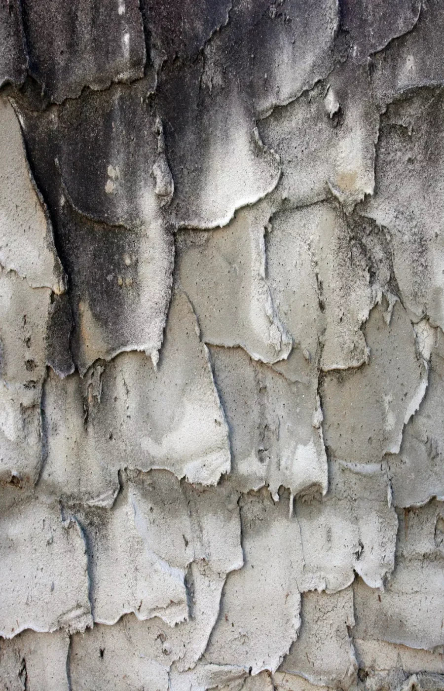 Spackle 8’X12’ Ultracloth (96 X 144 Inch) Backdrop