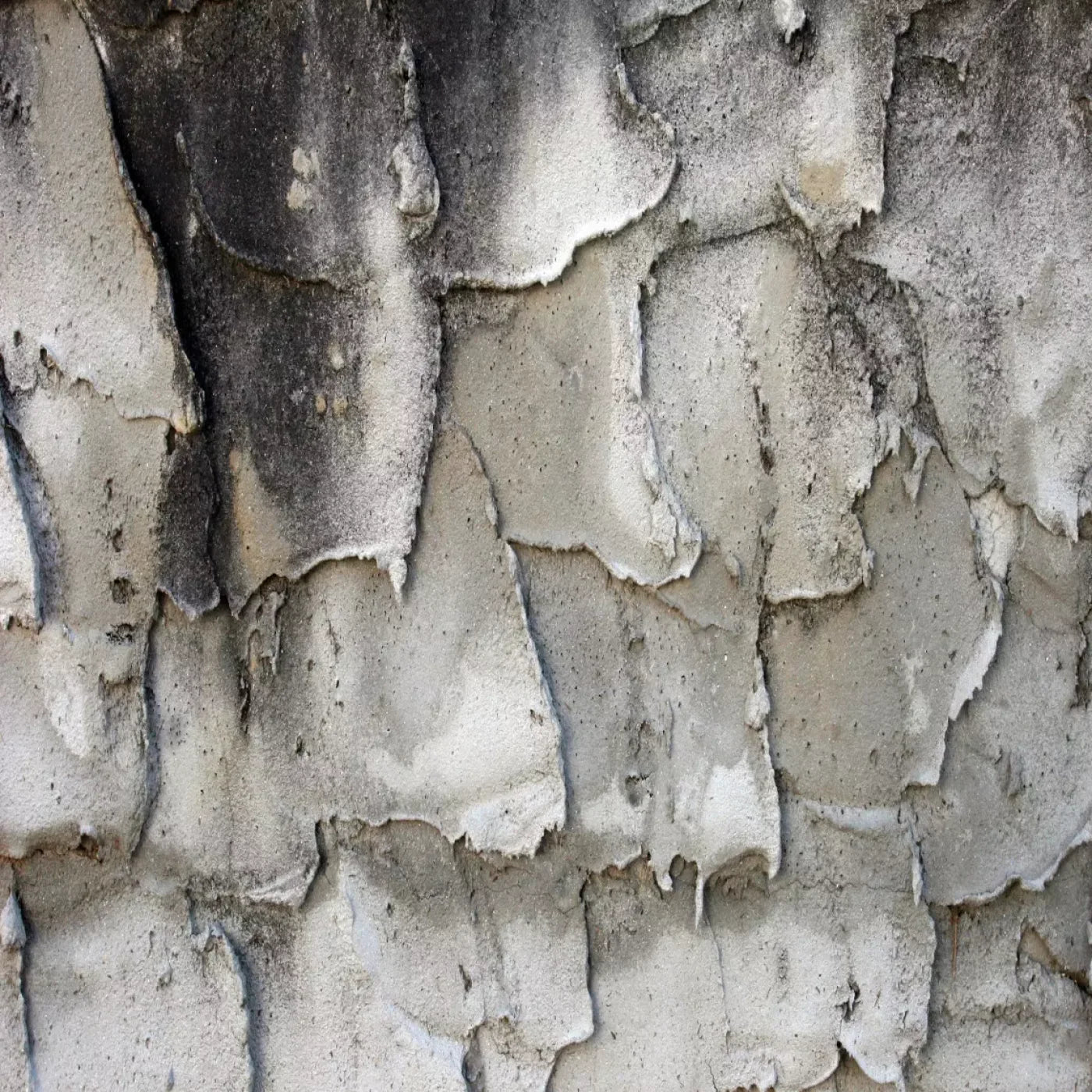 Spackle 8’X8’ Fleece (96 X Inch) Backdrop