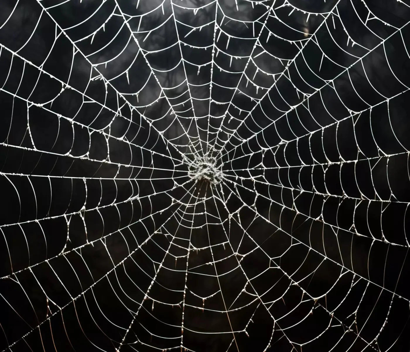 Spooky Spider Web 12X10 Ultracloth ( 144 X 120 Inch ) Backdrop
