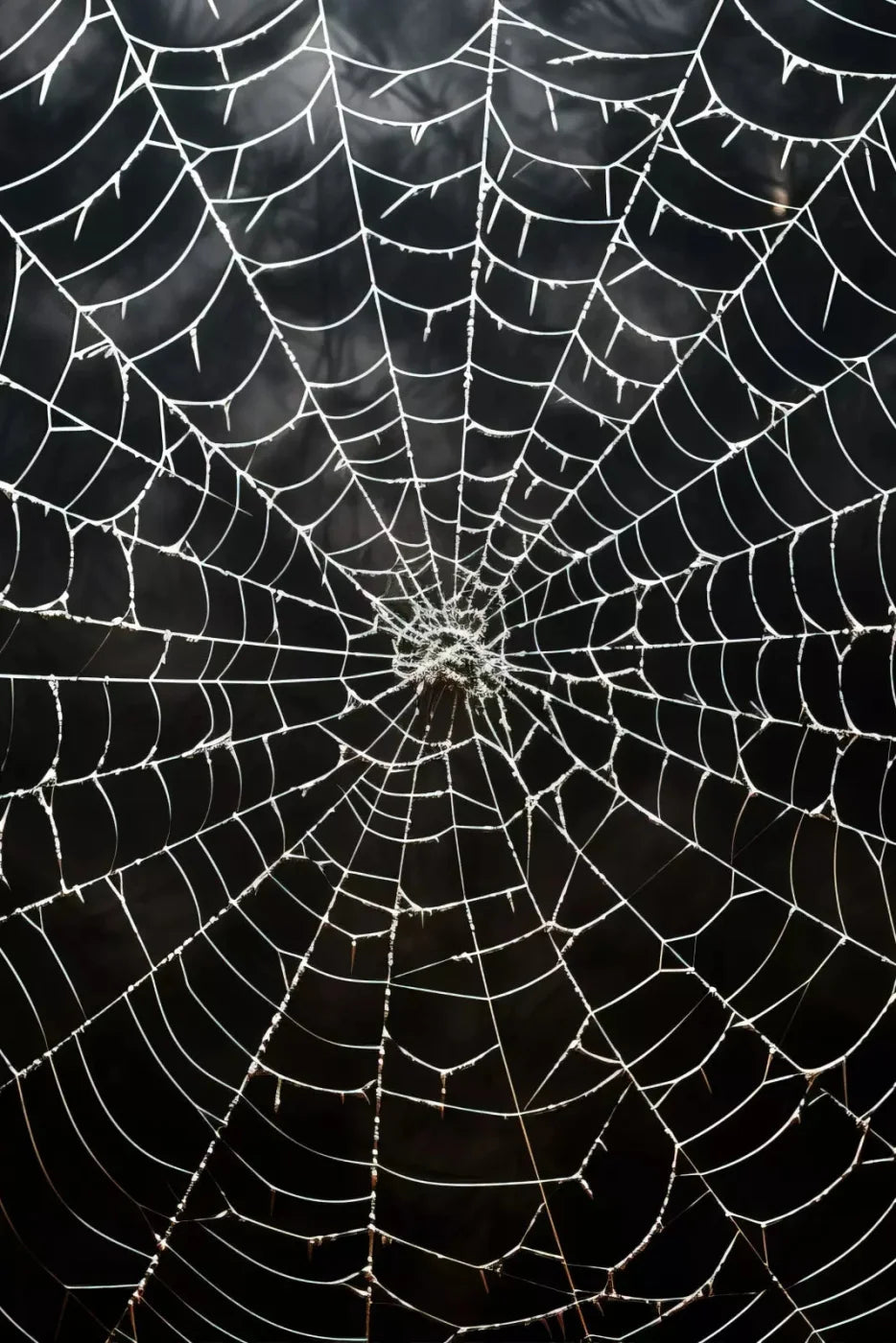 Spooky Spider Web 5X8 Ultracloth ( 60 X 96 Inch ) Backdrop