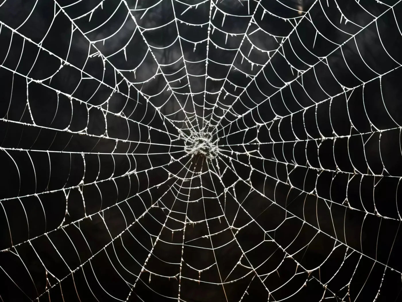 Spooky Spider Web 68X5 Fleece ( 80 X 60 Inch ) Backdrop