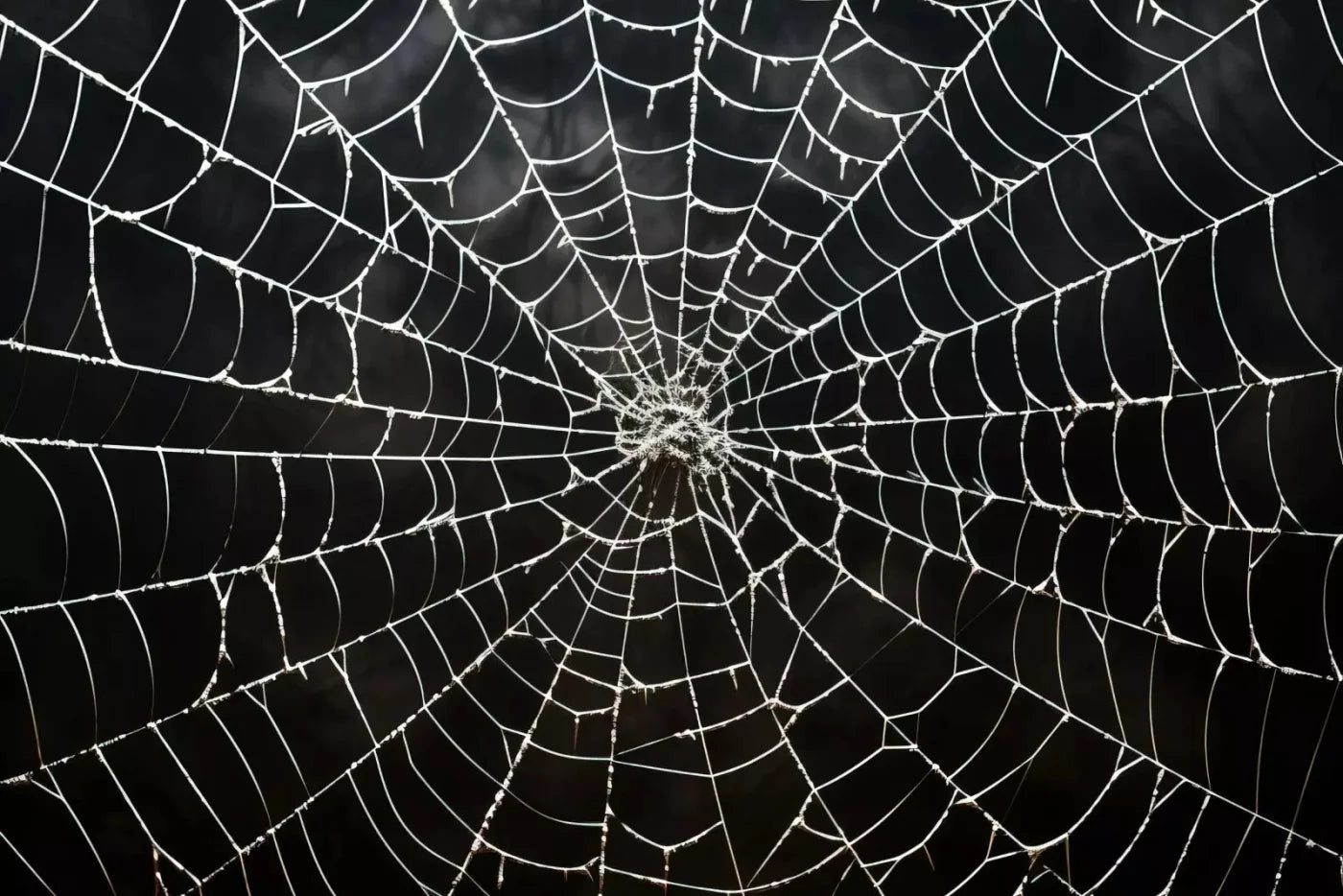 Spooky Spider Web 8X5 Ultracloth ( 96 X 60 Inch ) Backdrop