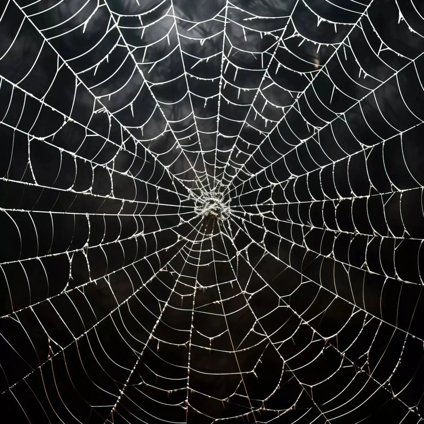 Spooky Spider Web 8X8 Fleece ( 96 X Inch ) Backdrop