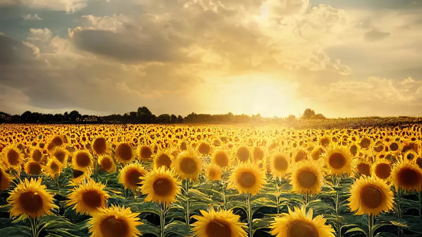 Sunflower Field 14X8 Ultracloth ( 168 X 96 Inch ) Backdrop