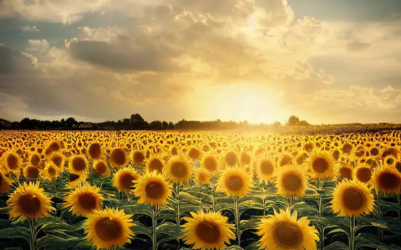 Sunflower Field 14X9 Ultracloth ( 168 X 108 Inch ) Backdrop