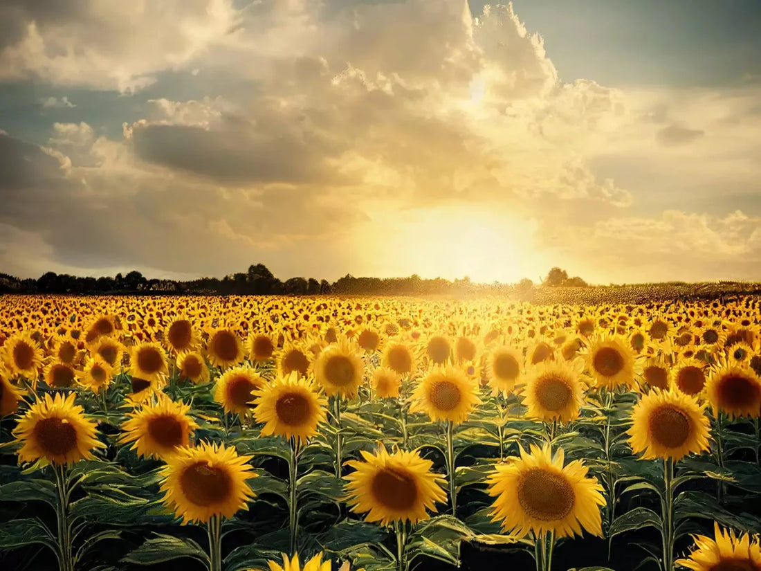 Sunflower Field 68X5 Fleece ( 80 X 60 Inch ) Backdrop