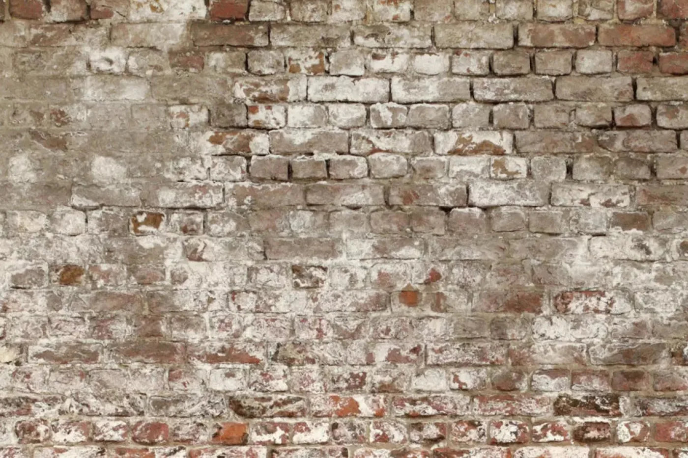 Urban Decay 8X5 Ultracloth ( 96 X 60 Inch ) Backdrop