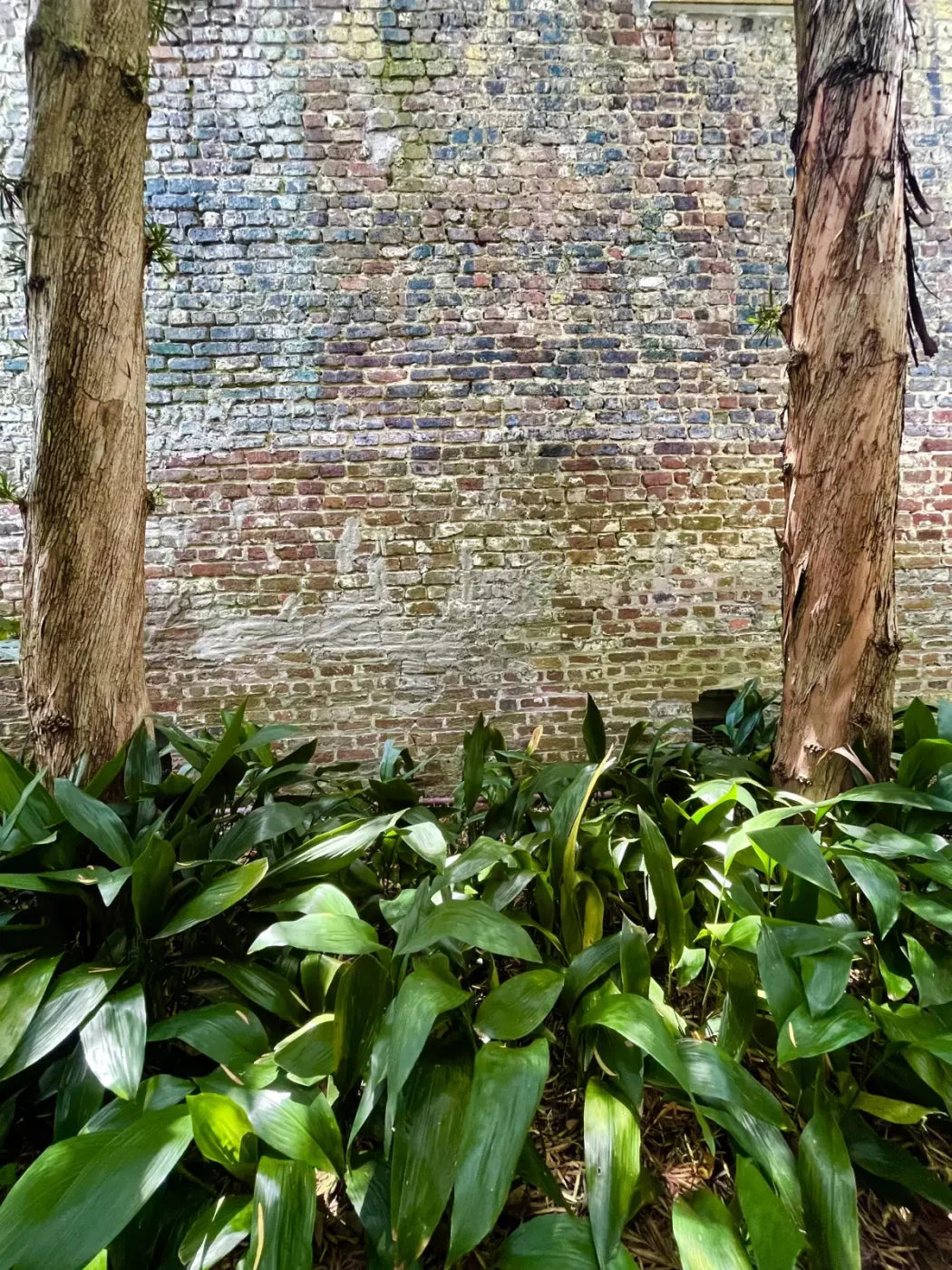 Urban Plant Wall 5X68 Fleece ( 60 X 80 Inch ) Backdrop